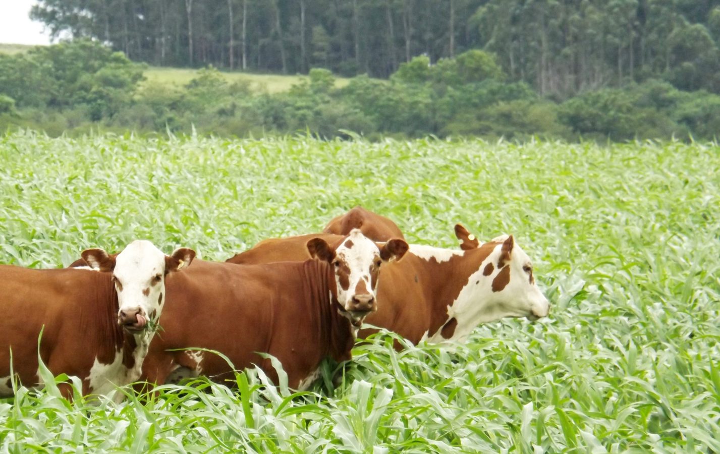 Imagem de destaque da empresa Sindicato Rural de Itaqui e Maçambará